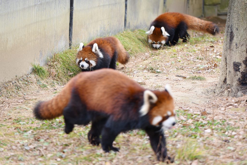 八木山動物公園 レッサーパンダ アケビ グミ スモモ | ゆき＊まめの