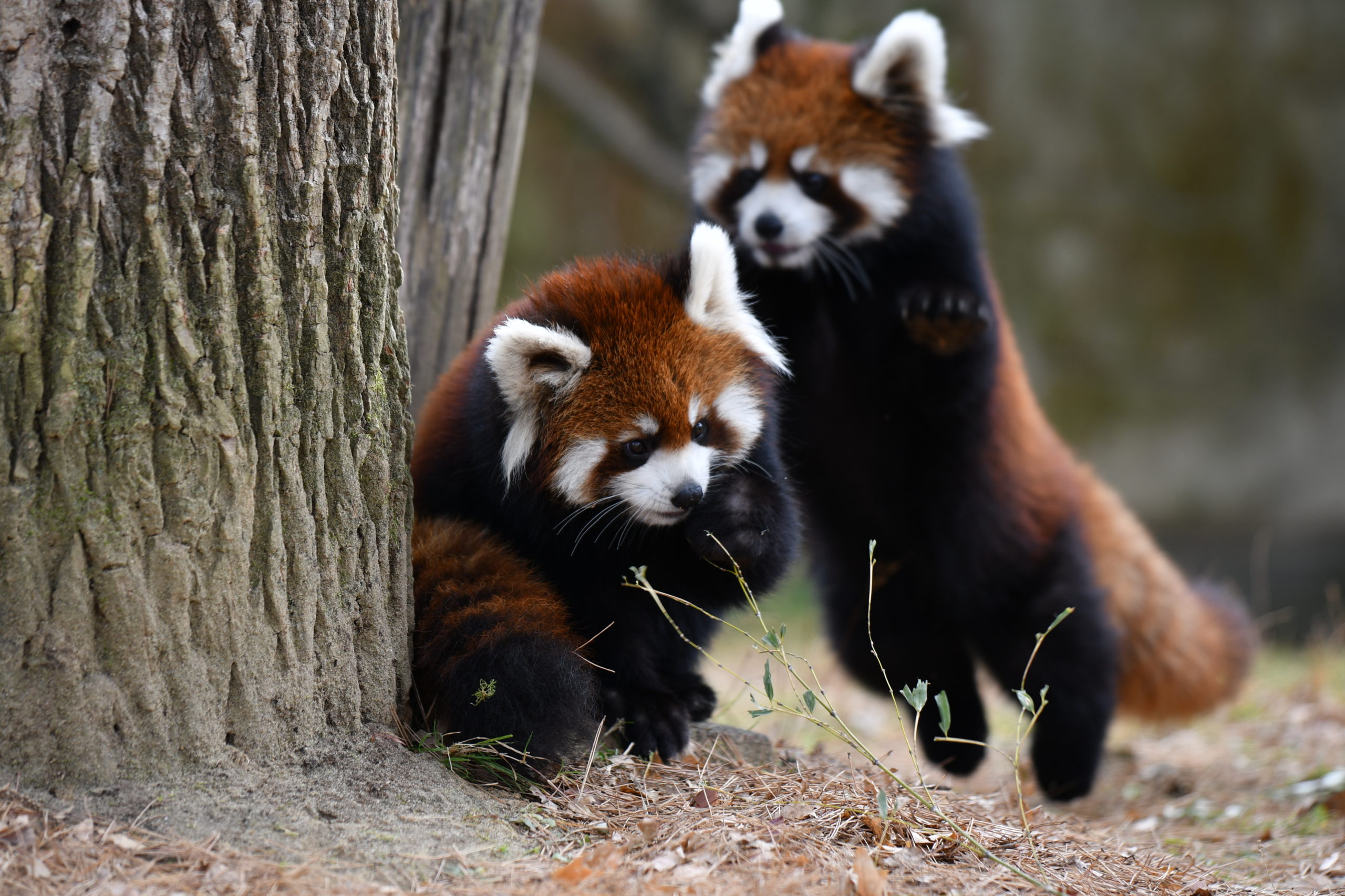八木山動物公園 レッサーパンダ アケビ グミ スモモ | ゆき＊まめの